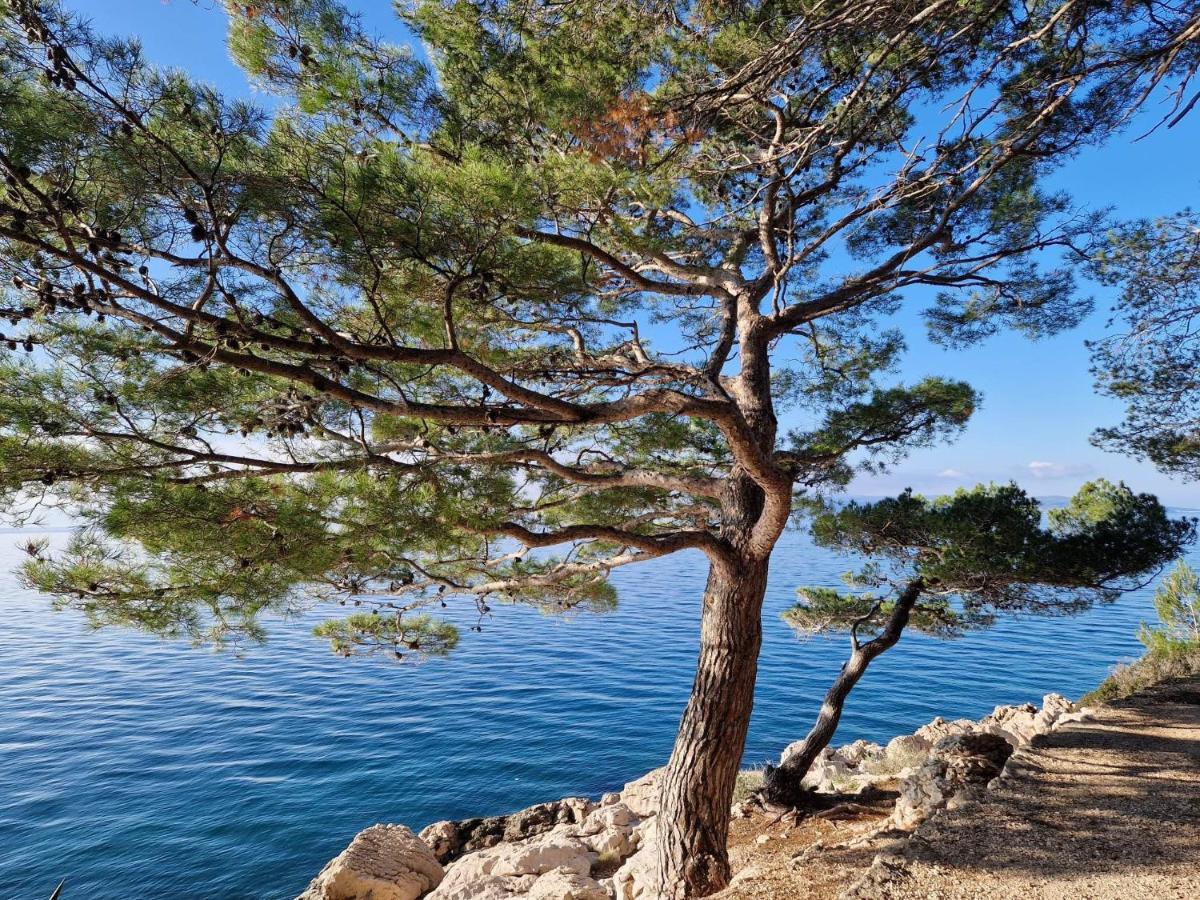 Apartment Villa Mirna Makarska Dış mekan fotoğraf