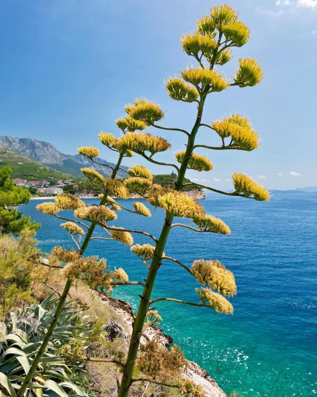 Apartment Villa Mirna Makarska Dış mekan fotoğraf