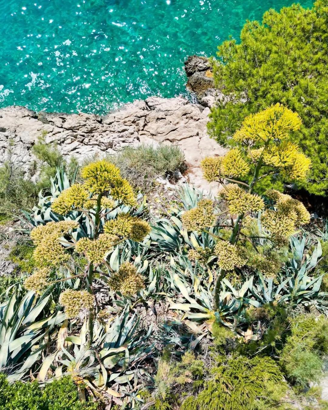 Apartment Villa Mirna Makarska Dış mekan fotoğraf
