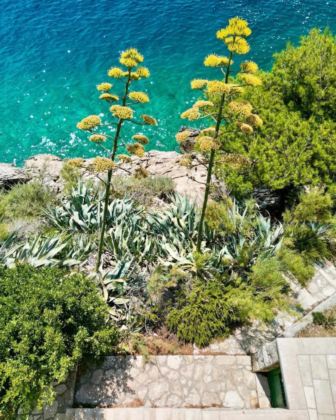 Apartment Villa Mirna Makarska Dış mekan fotoğraf